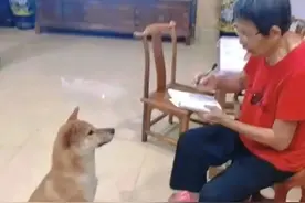 奶奶手持木棍等狗子回家，网友：笑死！这狗跟我小时候一样！图片