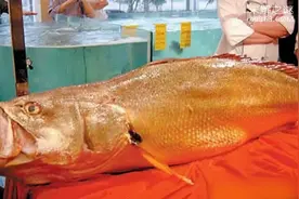 中国顶级食材，“贵如黄金”黄唇鱼与“蟹中之王”黄油蟹图片