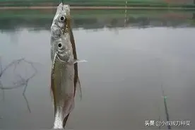 麦穗，鳑鲏，趴地虎和白条，你最讨厌哪一个图片