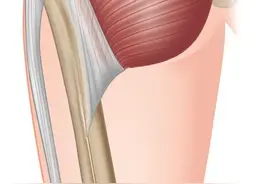 臀肌不稳定，可能容易受伤（推荐这10个动作）图片