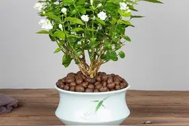 如何养好茉莉盆栽？这几个关键技巧要了解图片