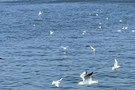 昆明海埂大坝观鸥乱象：人比鸥多，水面全是面包，本地人发帖反对“花式投喂”图片