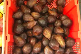 柬埔寨的特产水果图片