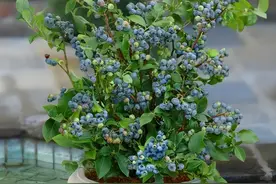 阳台养蓝莓，学会一招，果实累累，一棵结果好几斤，全家都爱吃图片