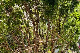 罕见奇异树 吉祥[嘉宝果图片