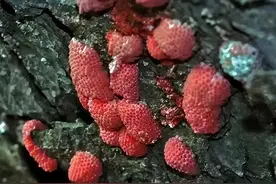 这个物种携带6000条寄生虫，严重可致死！千万别让孩子碰它图片