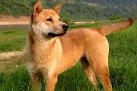 这五种“土狗”你一定都见过！第五种狗有钱也难买图片