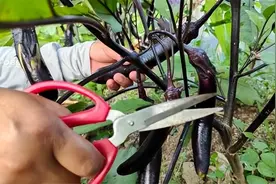 一剪刀咔嚓，茄子老棵“返老还童”，继续结果还能早上市！图片