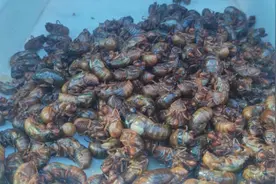 金蝉养殖户增加，最高180元一斤，为何价格越来越高？图片