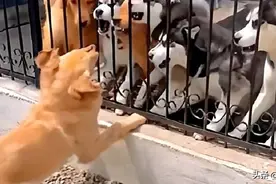 所以吵架的时候不要随便用手指人 网友：我还挺好奇它们抬手的图片