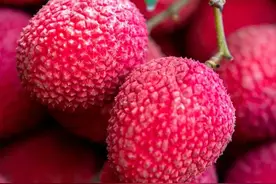 莆田荔枝，千年荔树，千年荔城图片