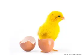 蛋鸡饲养很简单？史上最全蛋鸡饲养指南手册，照着做就对了图片