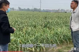 河南一小伙种200亩大蒜，含泪哭诉亏本30万，是啥原因造成蒜你惨图片