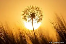 路边的蒲公英也能拍大片？10招拍出意境来！图片