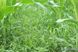 与草共舞：探索生态农业模式下的玉米增产之路图片