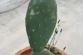 能食用，还能榨汁的仙人掌，它就是“米邦塔”，还能长成大树图片