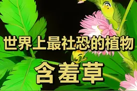 为什么含羞草一碰就闭合？图片