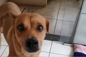 金毛“嘎蛋”后不愿下车，网友：忘演戏了？图片