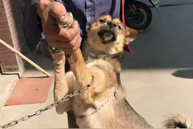 这6种“大狗”可以放心养，不会被罚款图片