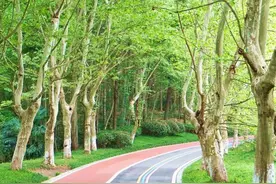 好去处！打卡芜湖这些健身步道，第一条就心动了图片