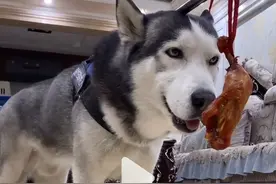 二哈奥斯卡：被主人整蛊气出抑郁症，全网获赞超1亿，它和人太像图片