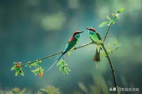 在农村有小鸟拉屎掉落在人的头上，是福还是祸，你有这种经历吗？图片