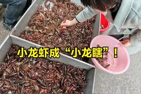 小龙虾成“小龙瞎”：价格跌到低，还频繁死亡，养殖户难熬，咋了图片