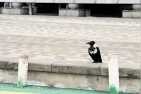 熊猫配色，“超高”智商！白颈鸦现身新余仙女湖图片