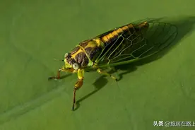 知了在声声叫着夏天，我们来蝉中说蝉，聊聊关于蝉的冷知识图片