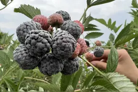 漫山遍野的锁梅！这个地方，一般人我不告诉它图片