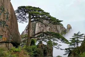 我国罕见的三棵树：1棵投保1亿，1棵警卫专门保护，1棵是地球独子图片