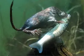 传说中的东北“水耗子”，能在冰面下抓鱼，只有拇指大还带毒？图片