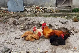 插队知青趣事图片