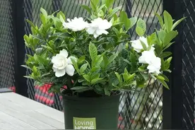 栀子花有“5怕”，知道它怕什么，养它更容易，避免不犯错就好图片