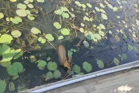 “消防动物园”又添新啦！！长治消防成功救助国家二级保护动物图片