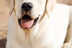 即便养拉布拉多犬有这些"坏处"，也掩盖不了铲屎官们对它的喜爱图片