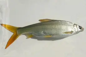 钓黄尾什么鱼钩最好用？实战这几个钩型很实用，附鱼钩选用参数图片