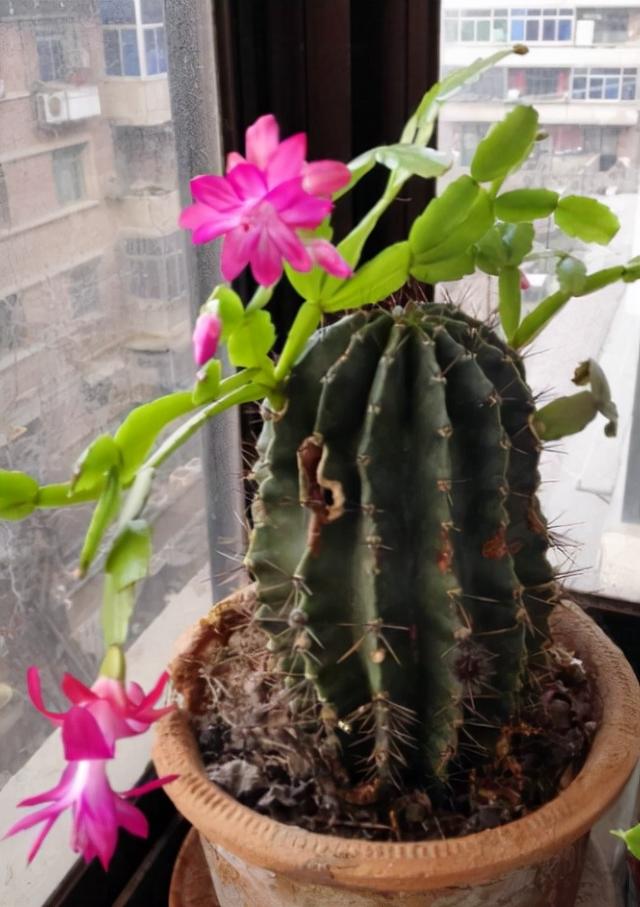 蟹爪兰常见的4种嫁接方法，第四种最合适，养几十年没问题