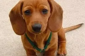 宠物狗有哪些 下(种类 特点 饲养 训练 概述)图片