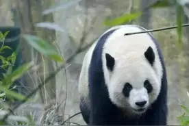 大熊猫是中国的国宝，其他国家的国宝动物有哪些？图片