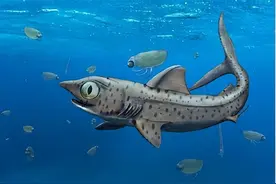 鲨鱼已存在数亿年，比恐龙出现时间早1.9亿年！图片