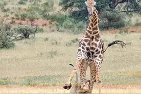 长颈鹿有多危险？狮子飞扑想咬它脖子，却被一下撞飞几脚踢到内伤图片