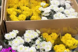 黄白菊花、吊唁花篮……清明祭扫，鲜花唱“主角”，价格随需求水涨船高图片