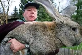 澳大利亚野兔成灾，政府斗争150年竟完败，为什么当地没人吃？图片