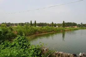 “千年草籽万年鱼籽”，为何自然环境下的水塘里，会有鱼出现？图片