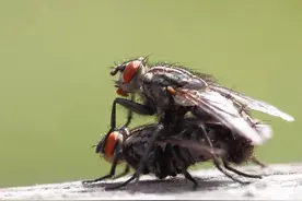 昆虫奇葩交配繁衍，结成爱心的蜻蜓，终身产卵的苍蝇，蝉爱过就死图片