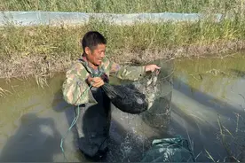津南区双港镇西三合村“稻田蟹”陆续出笼图片