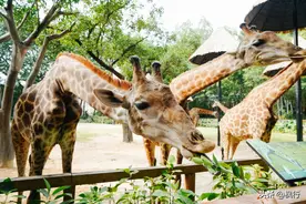 如何一天逛完，广州长隆野生动物园？最全深度游攻略图片