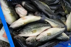 近期提到加州鲈，最热的词应该就是“诺卡”了吧图片