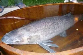 青鱼的“宝藏”：鱼嘴咽喉处的石头，竟是价值不菲“玉石”？图片